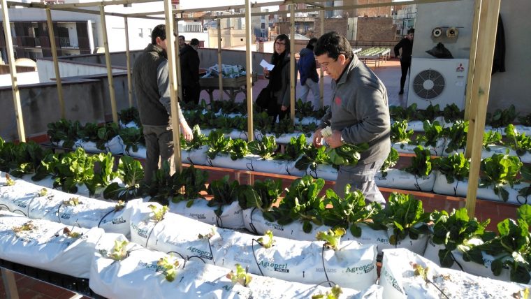 Hort-terrat