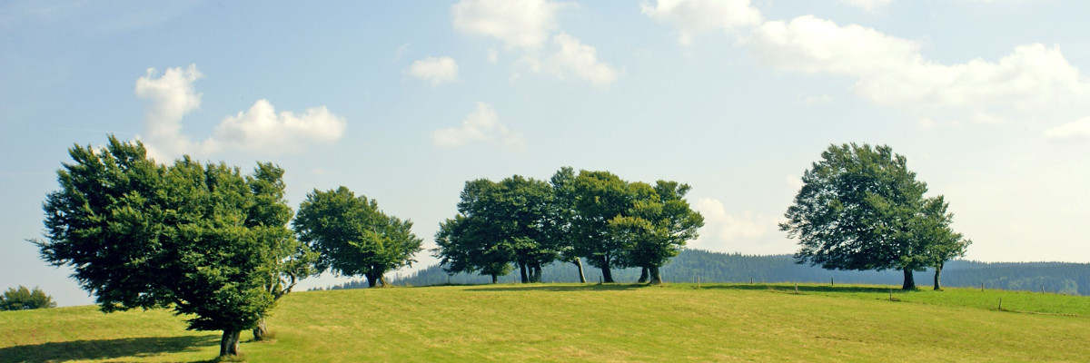 Windbuchen am Schauinsland