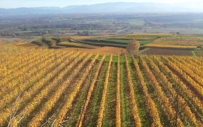 Reblandschaft im Kaiserstuhl